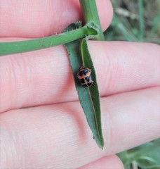 Harmonia axyridis