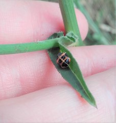Harmonia axyridis