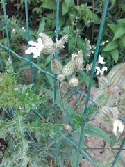 Silene latifolia