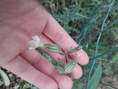 Silene latifolia