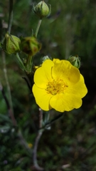 Potentilla gracilis