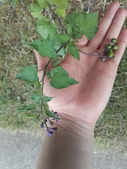 Solanum dulcamara