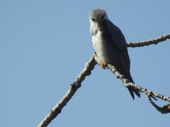 Elanus caeruleus caeruleus
