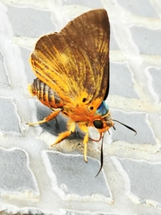 Bibasis oedipodea