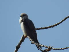 Elanus caeruleus caeruleus