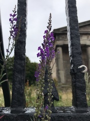 Linaria purpurea