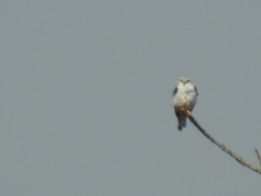 Elanus caeruleus caeruleus