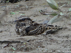 Hydropsalis climacocerca