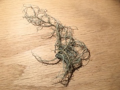 Usnea subfusca