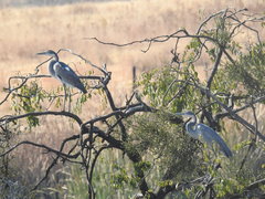 Ardea melanocephala