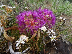 Allium platycaule