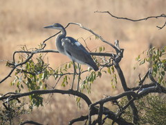 Ardea melanocephala