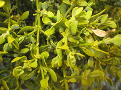 Phoradendron coryae