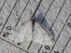 Lobophora nivigerata