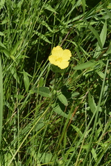 Oenothera pilosella