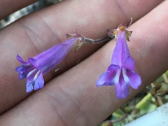 Penstemon caesius