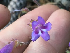 Penstemon caesius