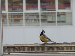 Parus major