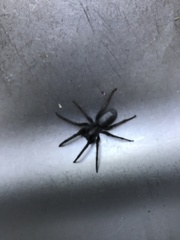 Segestria florentina