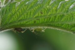 Microlophium carnosum