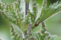 Microlophium carnosum