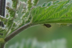 Microlophium carnosum