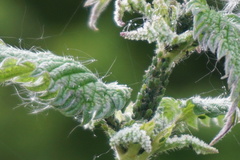 Aphis urticata