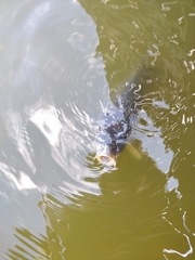 Cyprinus carpio