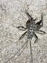 Ceuthophilus variegatus