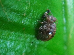 Allacma fusca