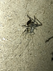 Ceuthophilus variegatus