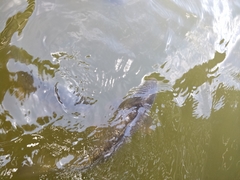 Cyprinus carpio