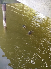 Cyprinus carpio