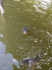 Cyprinus carpio