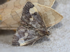 Evergestis unimacula