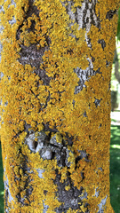 Xanthoria parietina