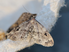 Melanomma auricinctaria