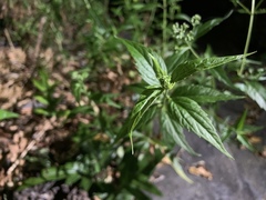 Eupatorium formosanum