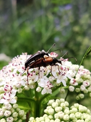 Pedostrangalia pubescens