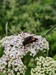 Pedostrangalia pubescens