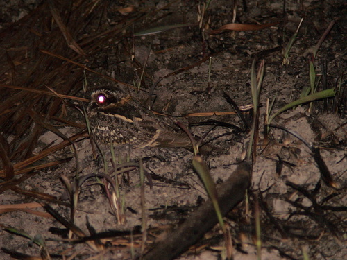 Antiurus maculicaudus