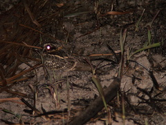 Hydropsalis maculicaudus