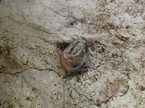 Vitrinidae