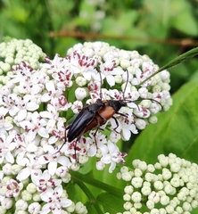 Pedostrangalia pubescens