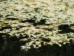 Potamogeton natans