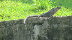 Ctenosaura acanthura