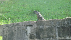 Ctenosaura acanthura