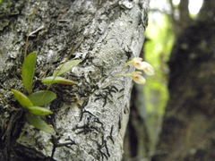 Specklinia