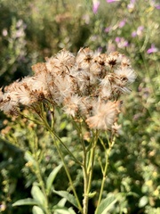 Senecio serratuloides