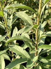 Senecio serratuloides